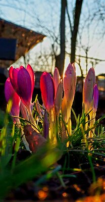 Mit dem Smartphone knipste Klaus Reimann die Tulpen in der untergehenden Sonne an der Pappelallee in Bedburg