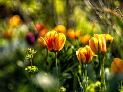 Erster Platz: Aufnahme von Tulpen im privaten Garten