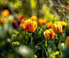 Erster Platz: Aufnahme von Tulpen im privaten Garten
