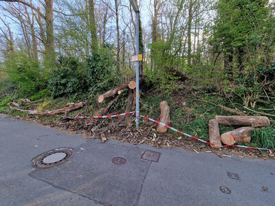 Baumsturz und instabile Böschung - Teilstück der Johannesstraße in Bedburg gesperrt