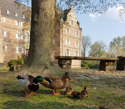 Bild einer Entenfamilie vor dem Schloss Bedburg