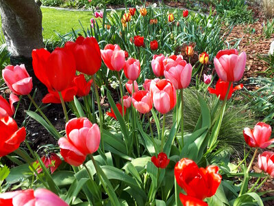 Monika Spiegelberg sendete uns ein Foto von roten Tulpen aus ihrem Garten in Blerichen.