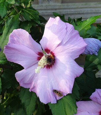 Bienen auf einer Hibiskusblüte in einem privaten Garten