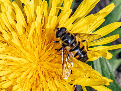 Der 9-Jährige Jakob Juchem fotografierte diese Biene in der gelben Blume im Bedburger Schlosspark.