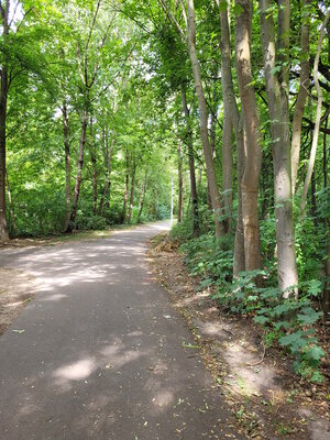 Baumfällarbeiten Schwarzer Weg