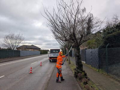 Ein Mitarbeiter des städtischen Bauhofs bei seiner Arbeit zur Fällung eines Baumes auf der St. Rochus-Straße